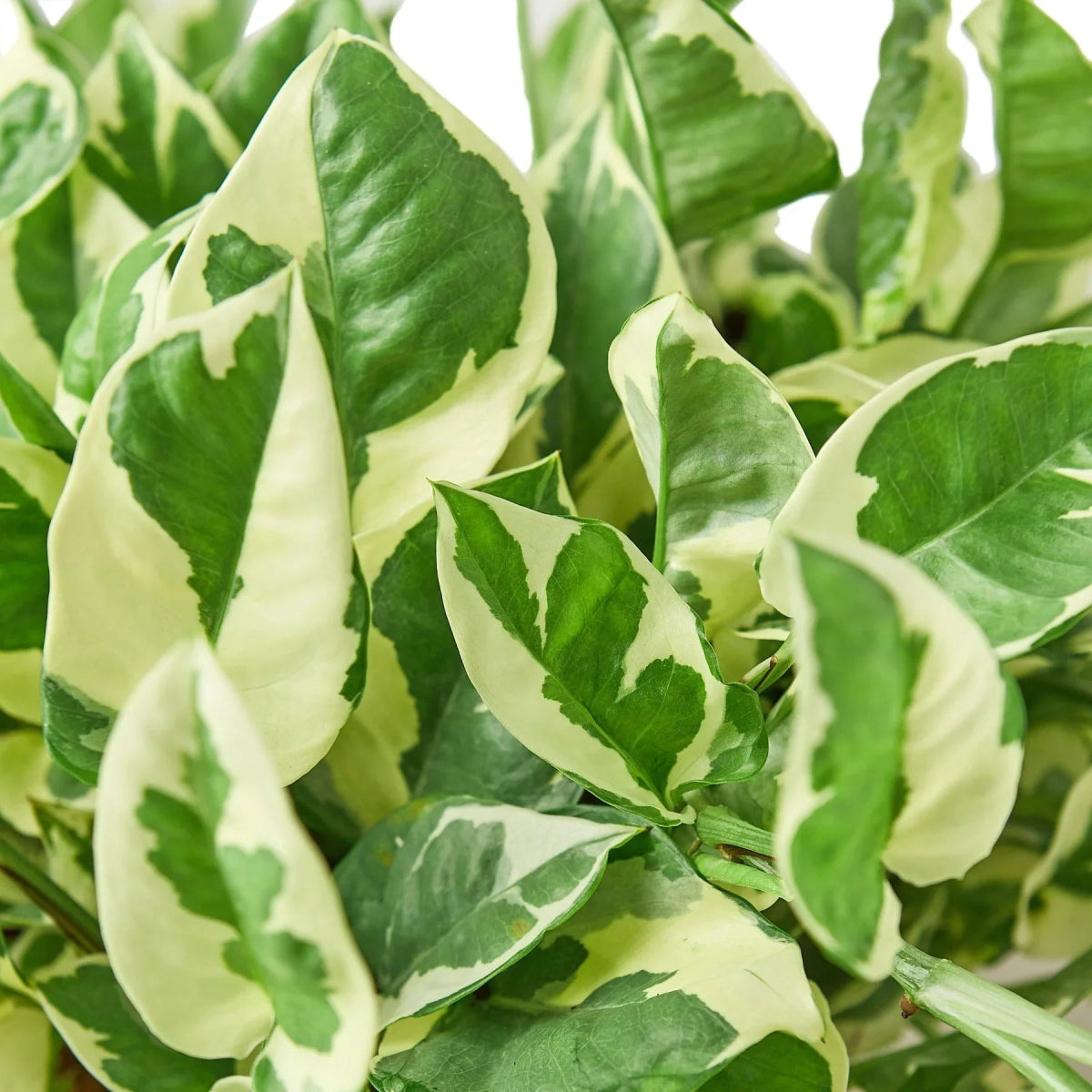 Pothos 'N'joy' Indoor Plant - Mental Houseplants™