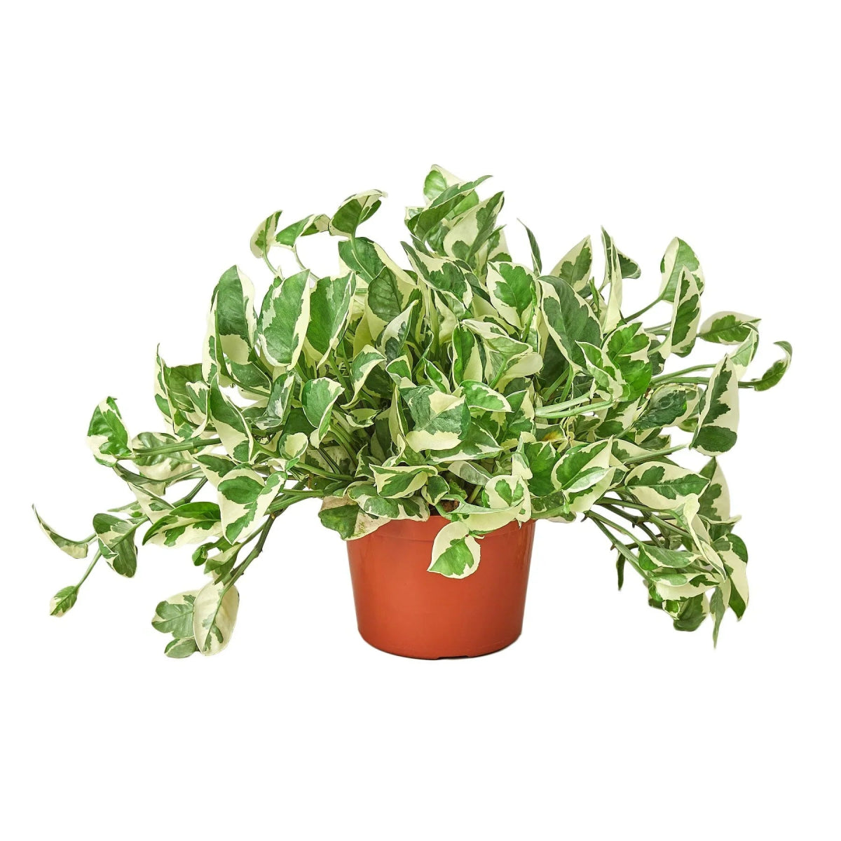 Pothos 'N'joy' Indoor Plant - Mental Houseplants™