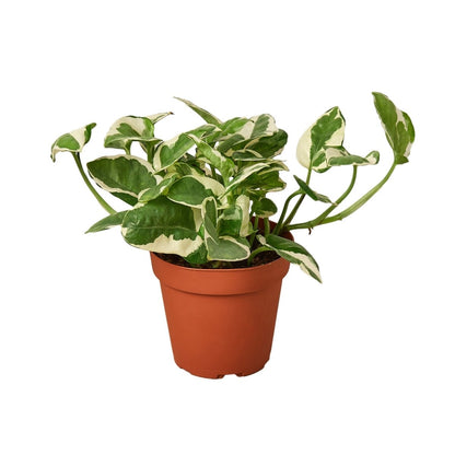 Pothos 'N'joy' Indoor Plant - Mental Houseplants™