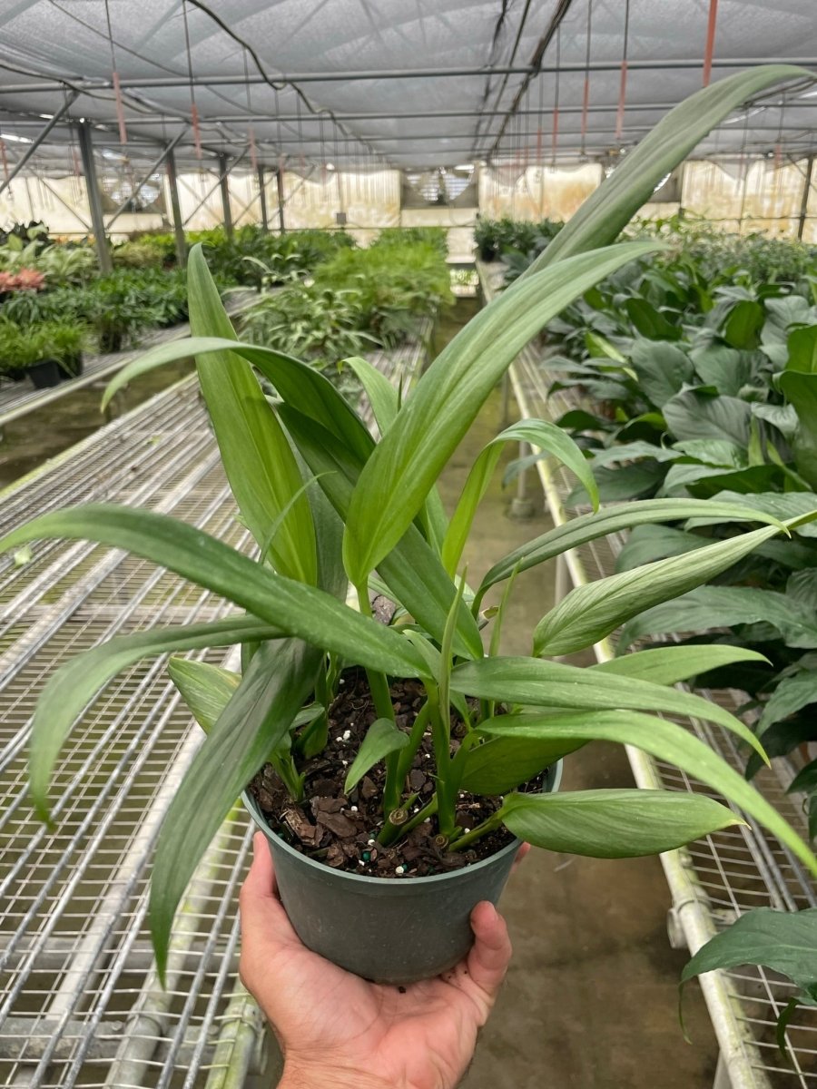 Pothos 'Silver Streak' Indoor Plant - Mental Houseplants™