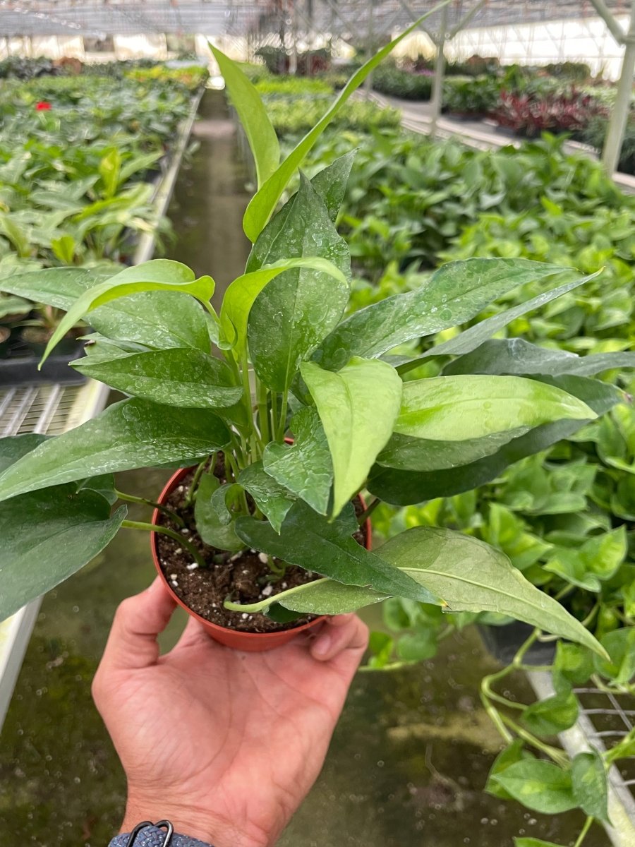 Pothos 'Skeleton Key' Indoor Plant - Mental Houseplants™