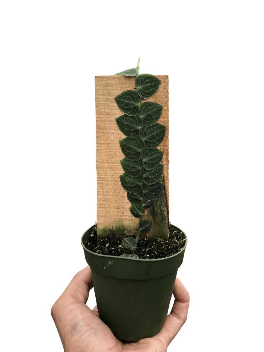Rhaphidophora 'Cryptantha' (Shingle Plant) - Mental Houseplants™