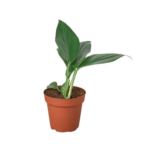 Rhaphidophora 'Dragon Tail' Indoor Plant - Mental Houseplants™