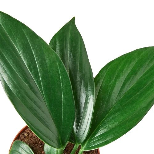 Rhaphidophora 'Dragon Tail' Indoor Plant - Mental Houseplants™