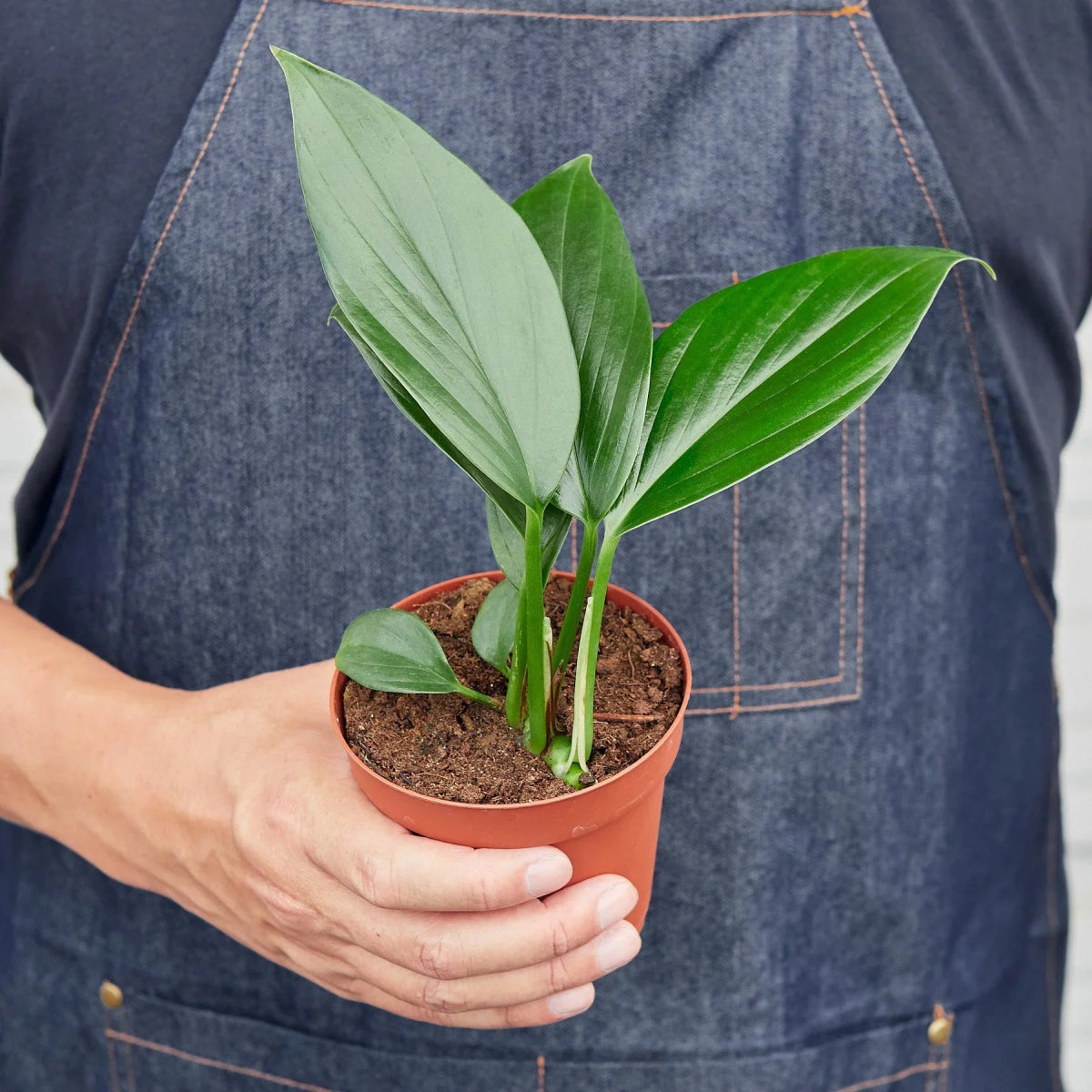 Rhaphidophora 'Dragon Tail' Indoor Plant - Mental Houseplants™