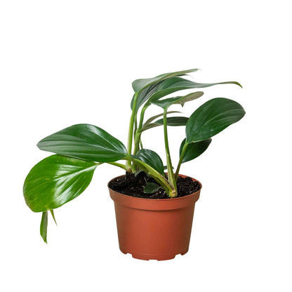 Rhaphidophora 'Dragon Tail' Indoor Plant - Mental Houseplants™