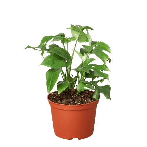 Rhaphidophora 'Mini Monstera' Indoor Plant - Mental Houseplants™