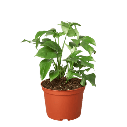 Rhaphidophora 'Mini Monstera' Indoor Plant - Mental Houseplants™