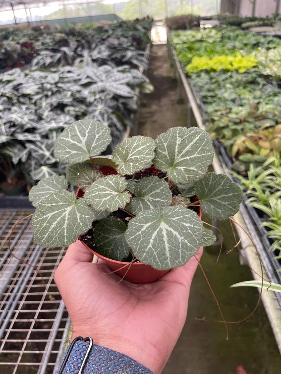 Saxifraga 'Strawberry' Indoor Plant - Mental Houseplants™