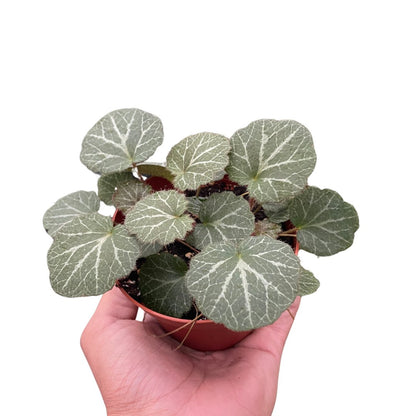 Saxifraga 'Strawberry' Indoor Plant - Mental Houseplants™