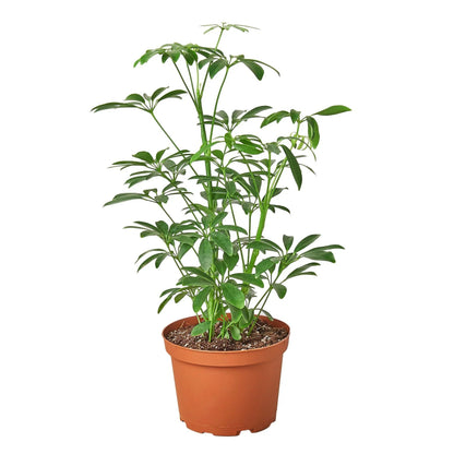 Schefflera 'Dwarf Umbrella' Indoor Plant - Mental Houseplants™