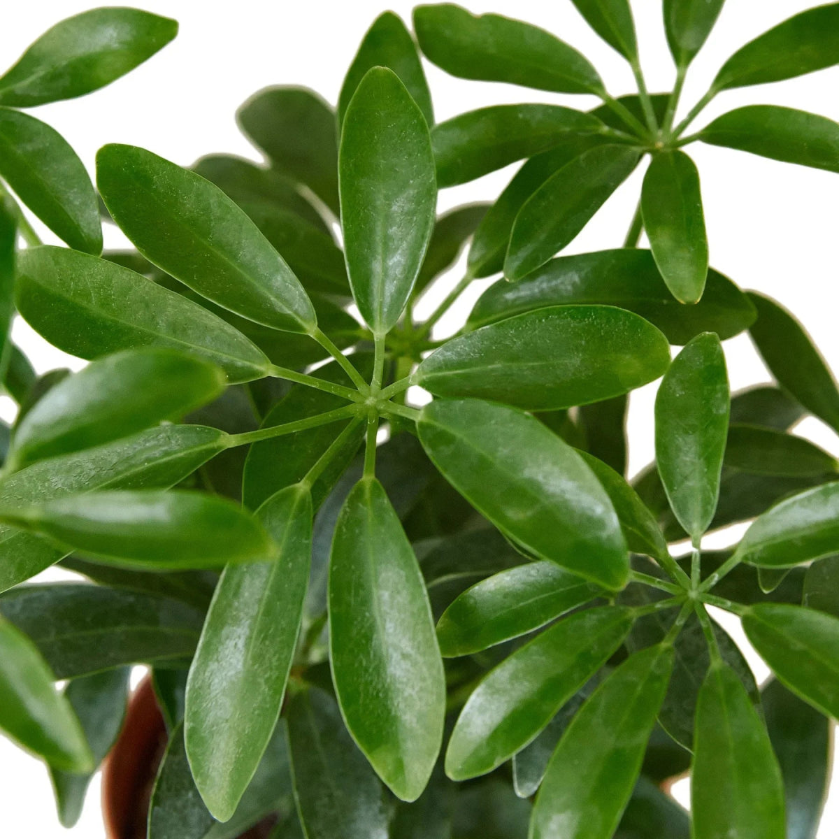 Schefflera 'Dwarf Umbrella' Indoor Plant - Mental Houseplants™