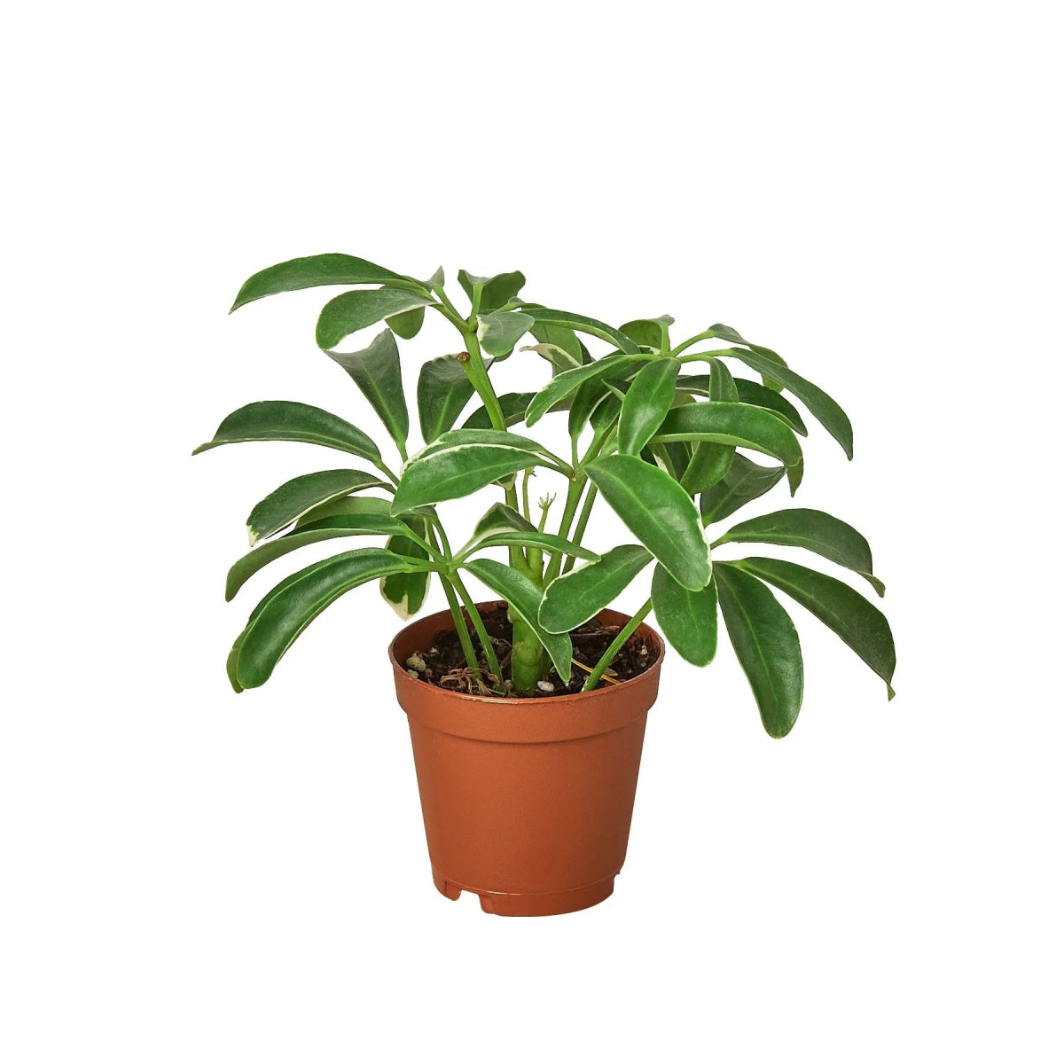 Schefflera 'Dwarf Umbrella' Indoor Plant - Mental Houseplants™