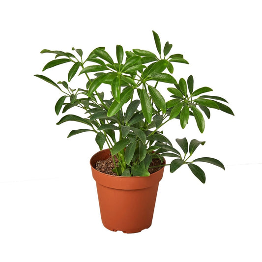 Schefflera 'Dwarf Umbrella' Indoor Plant - Mental Houseplants™