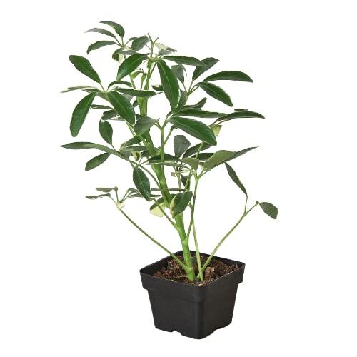 Schefflera 'Moonlight Umbrella' Indoor Plant - Mental Houseplants™