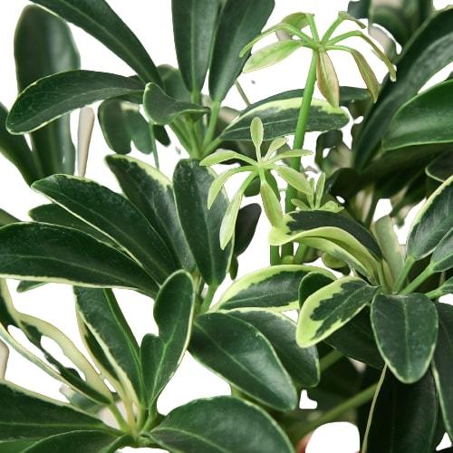 Schefflera 'Moonlight Umbrella' Indoor Plant - Mental Houseplants™