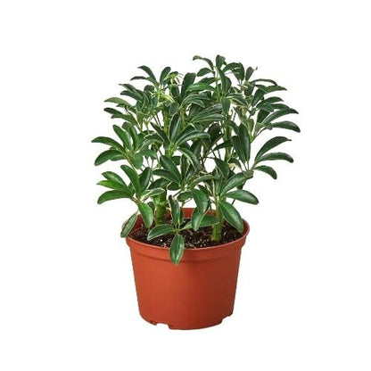 Schefflera 'Moonlight Umbrella' Indoor Plant - Mental Houseplants™