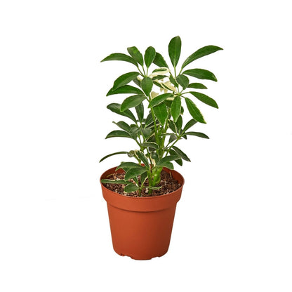 Schefflera 'Moonlight Umbrella' Indoor Plant - Mental Houseplants™