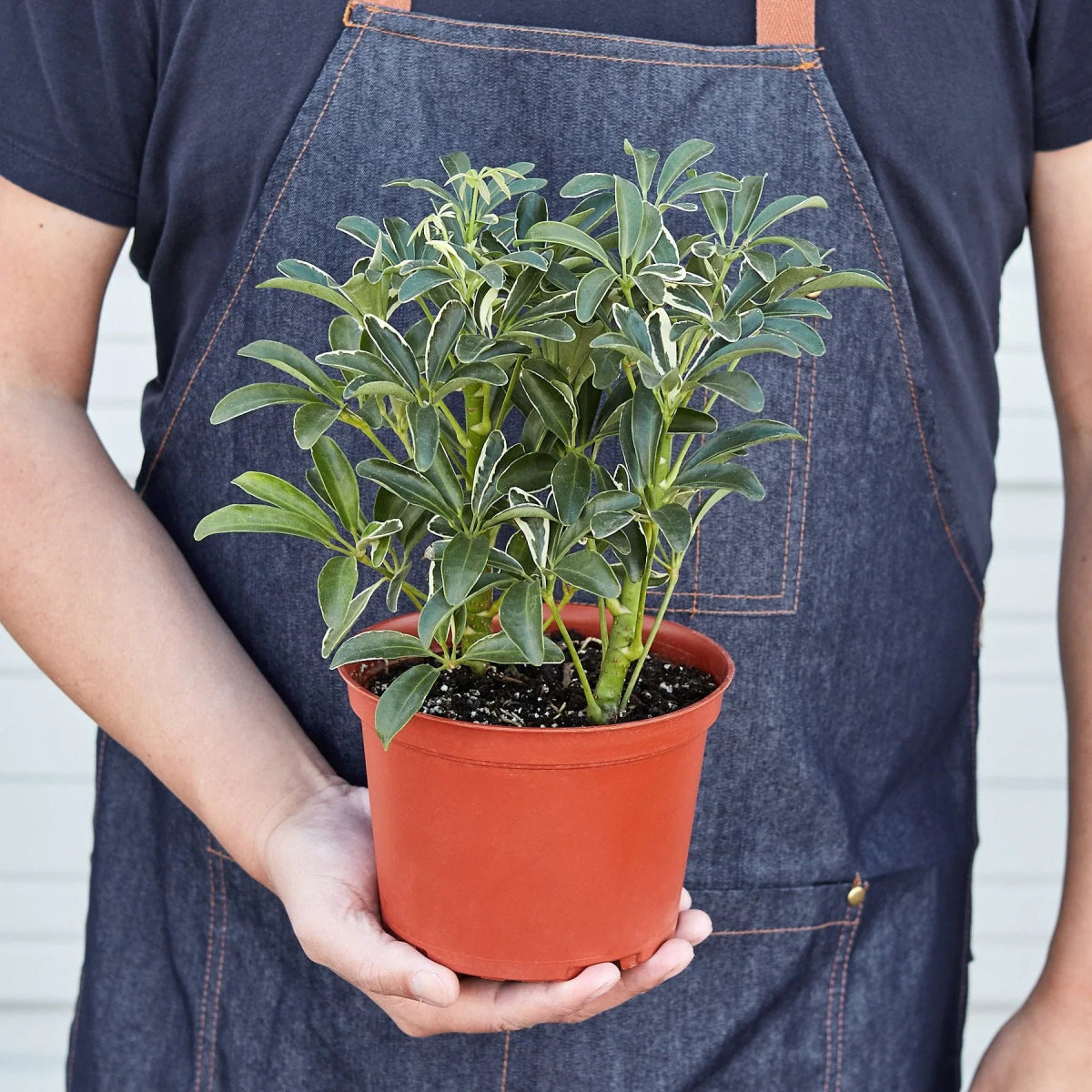 Schefflera 'Moonlight Umbrella' Indoor Plant - Mental Houseplants™