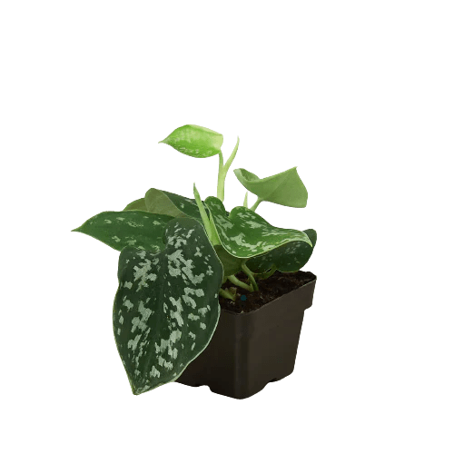 Scindapsus 'Satin Pothos' Indoor Plant - Mental Houseplants™