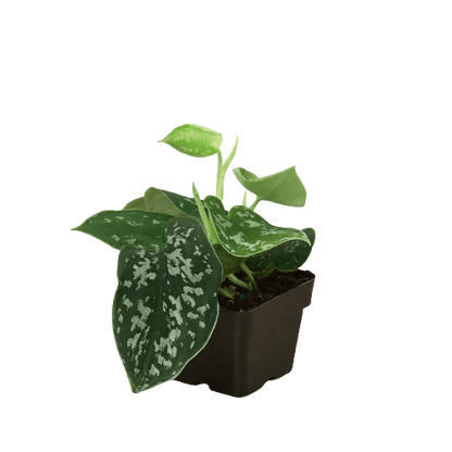 Scindapsus 'Satin Pothos' Indoor Plant - Mental Houseplants™