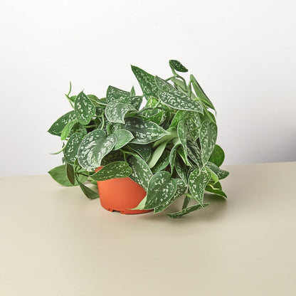 Scindapsus 'Satin Pothos' Indoor Plant - Mental Houseplants™