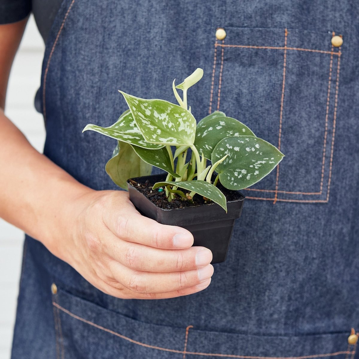 Scindapsus 'Satin Pothos' Indoor Plant - Mental Houseplants™