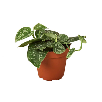 Scindapsus 'Satin Pothos' Indoor Plant - Mental Houseplants™