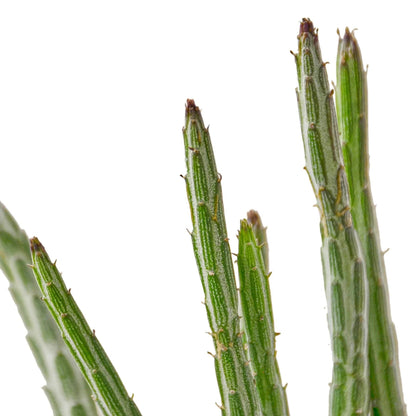 Senecio 'Pickle Plant' Indoor Plant - Mental Houseplants™