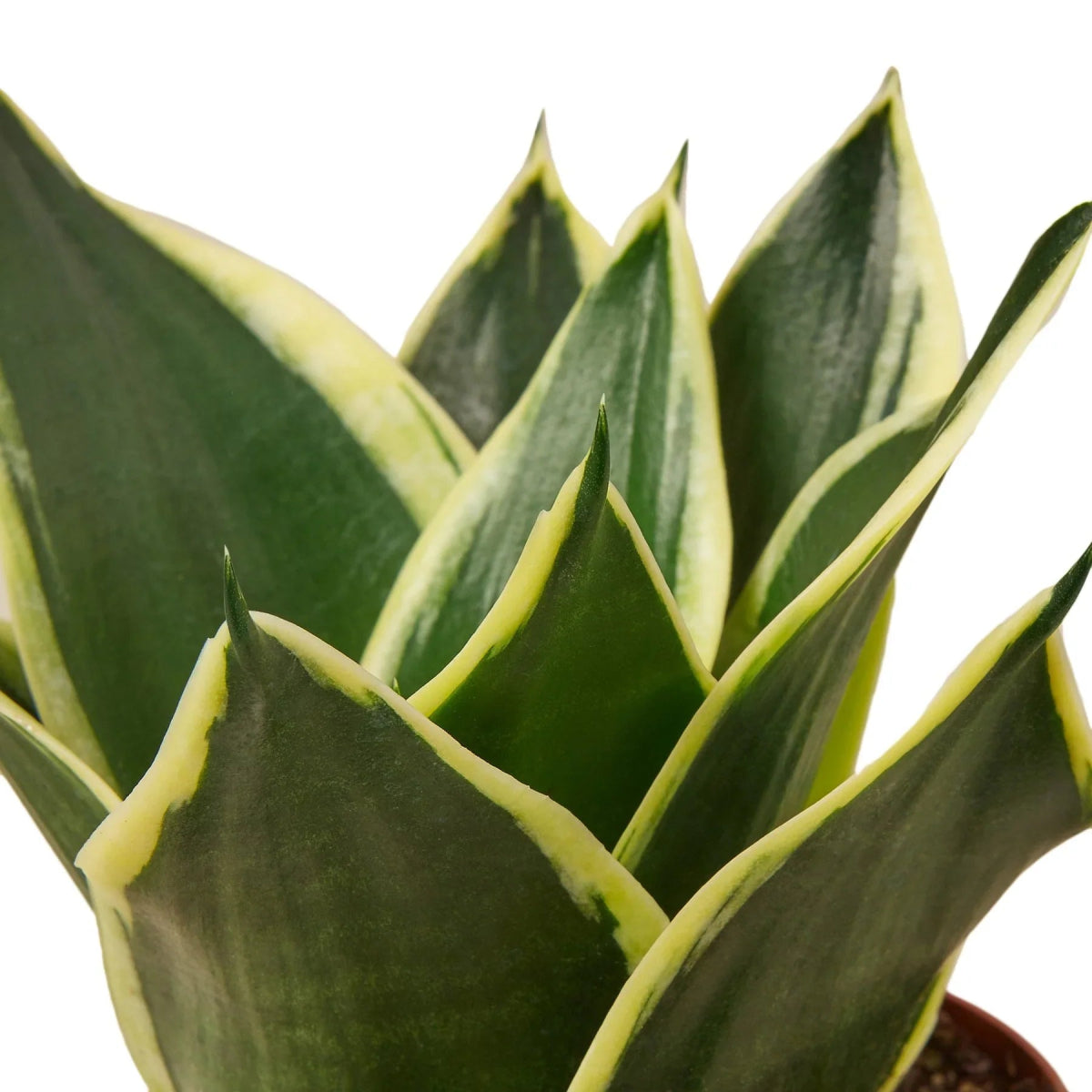 Snake Plant 'Black Gold' Indoor Plant - Mental Houseplants™