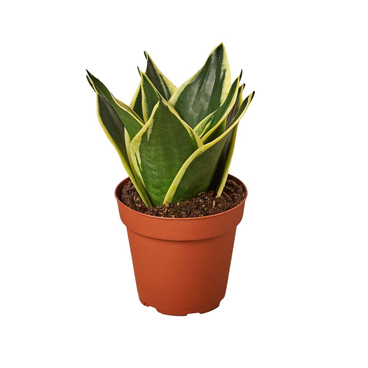 Snake Plant 'Black Gold' Indoor Plant - Mental Houseplants™