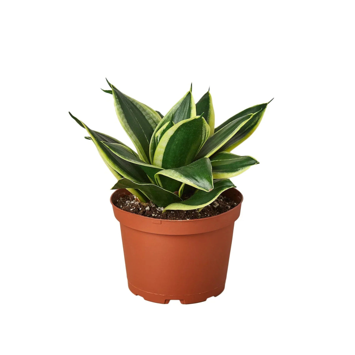 Snake Plant 'Black Gold' Indoor Plant - Mental Houseplants™