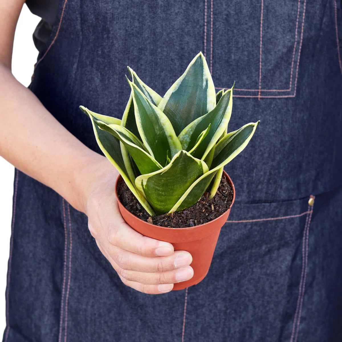 Snake Plant 'Black Gold' Indoor Plant - Mental Houseplants™