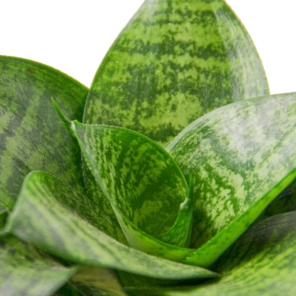 Snake Plant 'Black Robusta' Indoor Plant - Mental Houseplants™