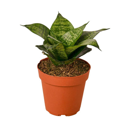 Snake Plant 'Black Robusta' Indoor Plant - Mental Houseplants™