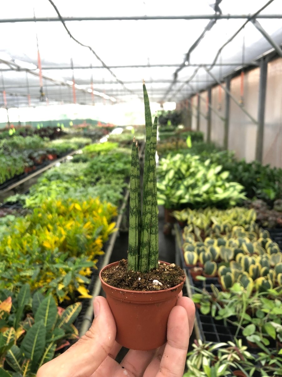 Snake Plant 'Cylindrical' Indoor Plant - Mental Houseplants™