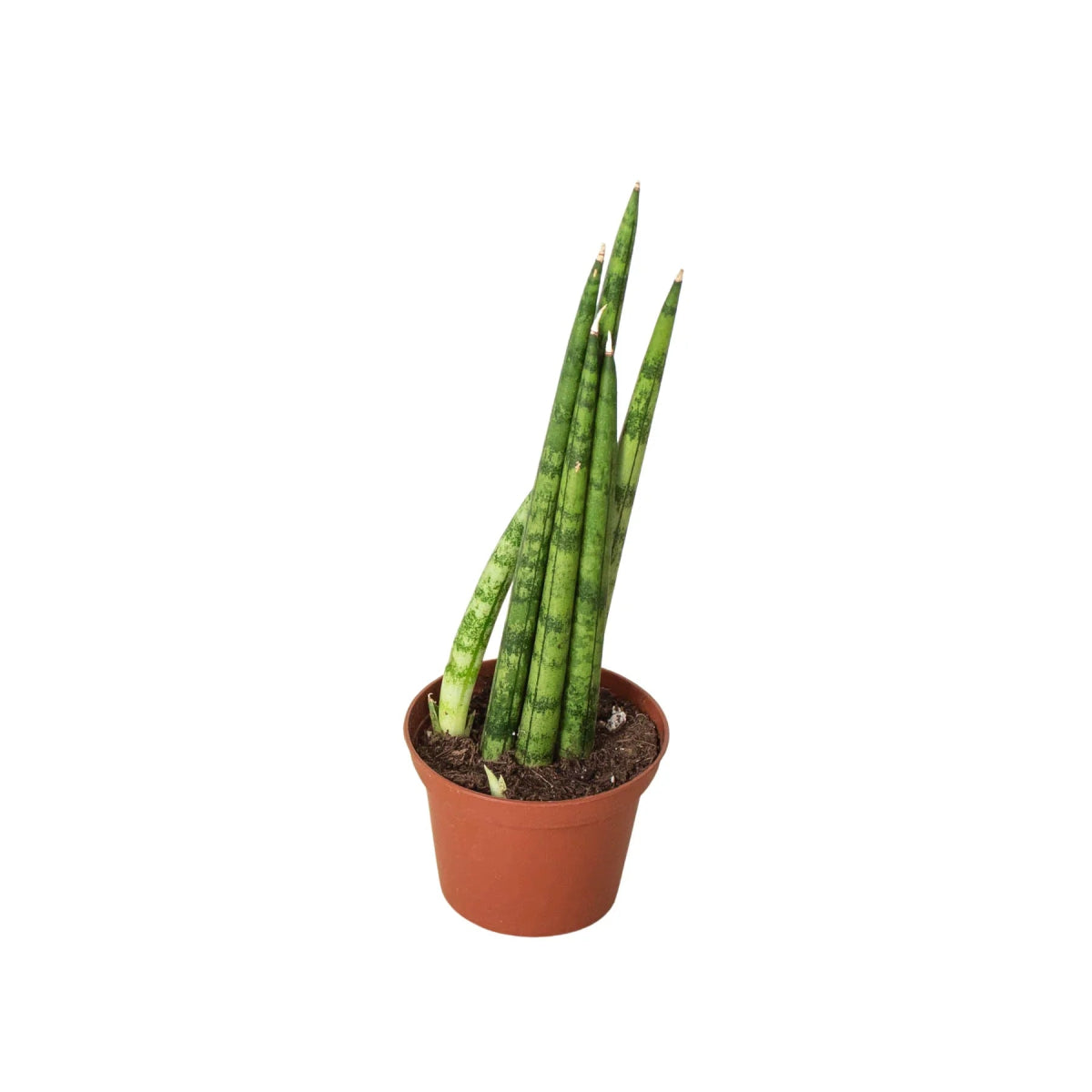 Snake Plant 'Cylindrical' Indoor Plant - Mental Houseplants™