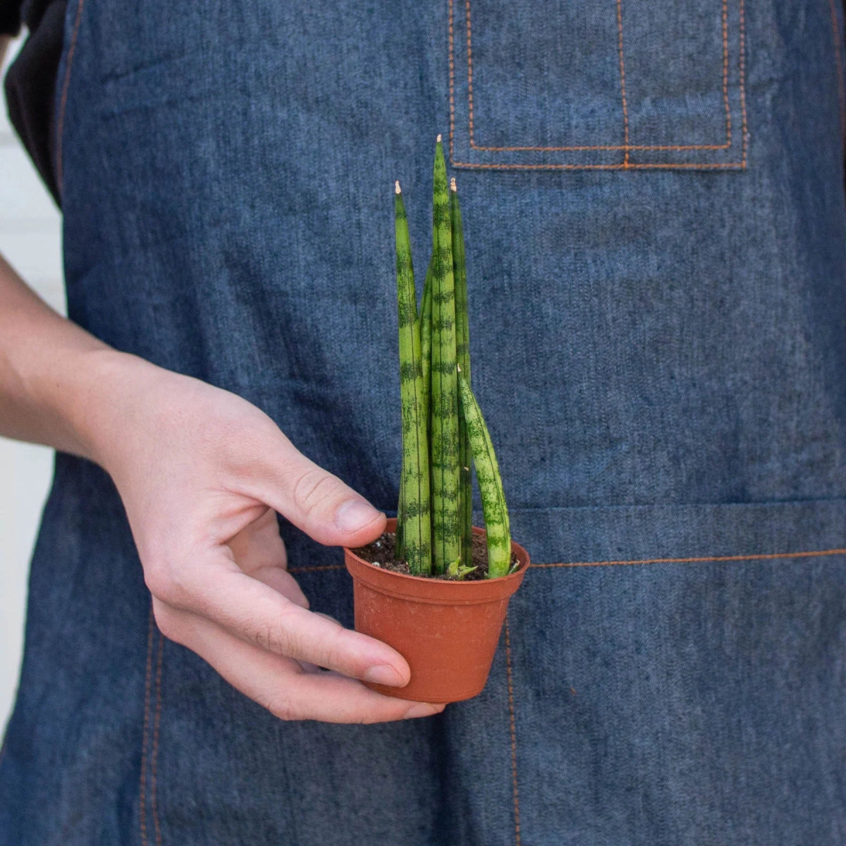 Snake Plant 'Cylindrical' Indoor Plant - Mental Houseplants™