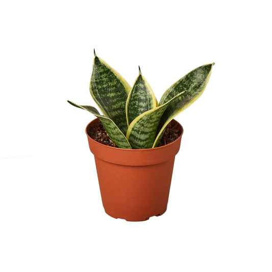 Snake Plant 'Dwarf Laurentii' Indoor Plant - Mental Houseplants™