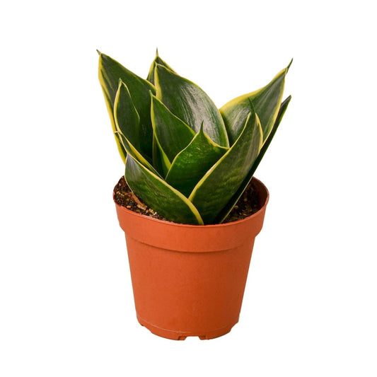 Snake Plant 'Emerald Star' Indoor Plant - Mental Houseplants™