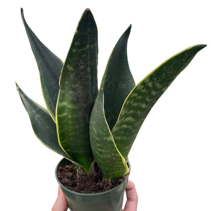 Snake Plant 'Fabi' Indoor Plant - Mental Houseplants™