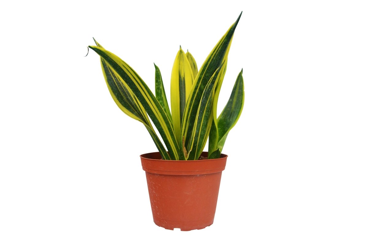 Snake Plant 'Gold Flame' Indoor Plant - Mental Houseplants™