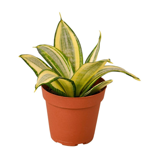 Snake Plant 'Gold Hahnii' Indoor Plant - Mental Houseplants™