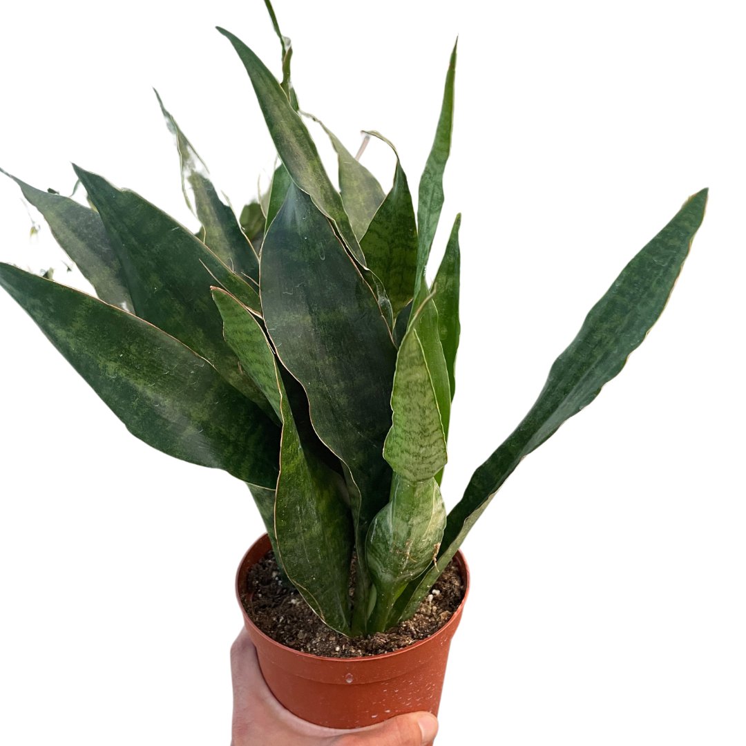 Snake Plant 'Jaboa' Indoor Plant - Mental Houseplants™