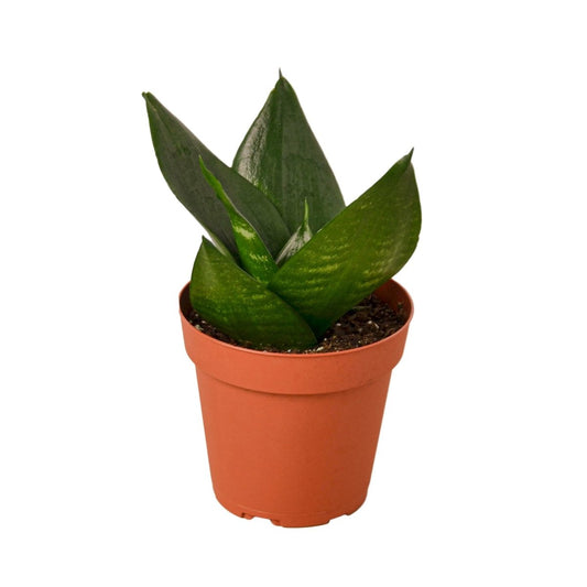 Snake Plant 'Jade Hanii' Indoor Plant - Mental Houseplants™