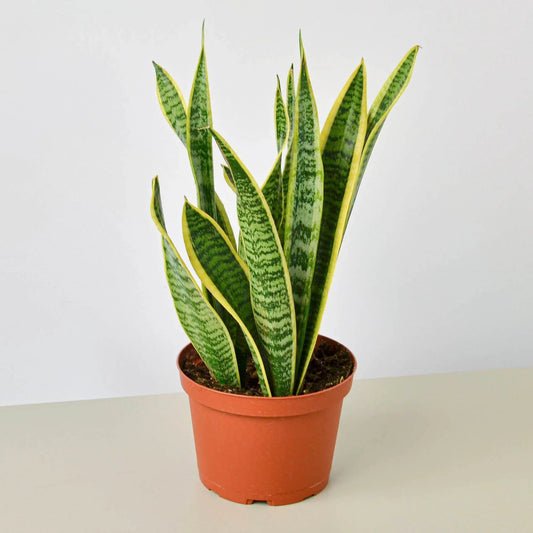 Snake Plant 'Laurentii' Indoor Plant - Mental Houseplants™