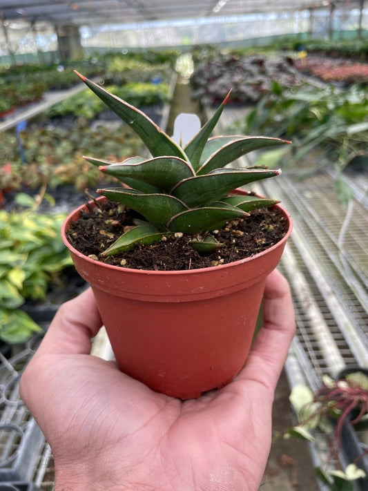 Snake Plant 'Lavranos' Indoor Plant - Mental Houseplants™