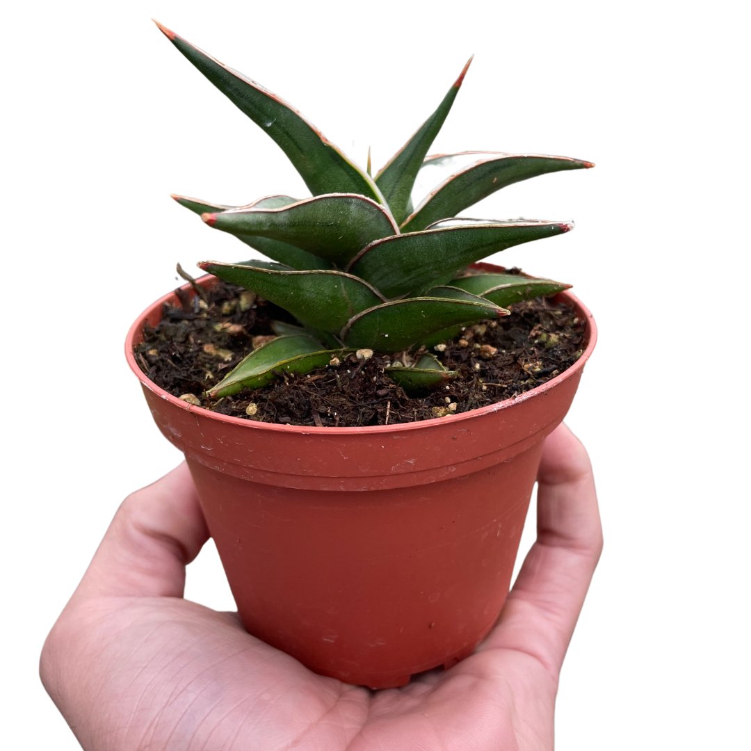 Snake Plant 'Lavranos' Indoor Plant - Mental Houseplants™