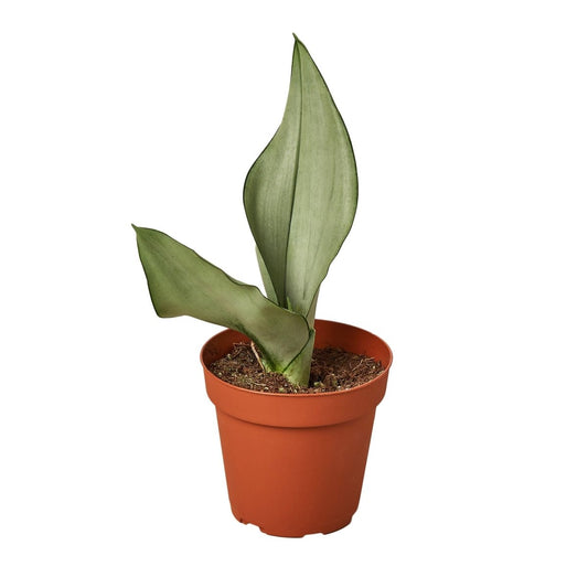 Snake Plant 'Moonshine' Indoor Plant - Mental Houseplants™