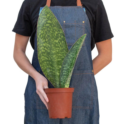 Snake Plant 'Shark Fin' Indoor Plant - Mental Houseplants™